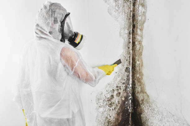 Certified Mold Removal in Avon, IN
