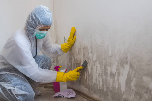 Best Professional Mold Removal  in Avon, IN