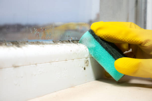 Best Fast Mold Removal  in Avon, IN