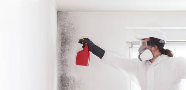 Best Residential Mold Removal  in Avon, IN