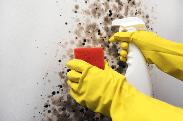 Best Attic Mold Removal  in Avon, IN