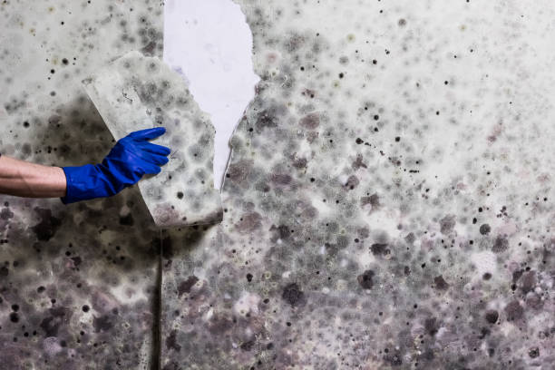Office Mold Removal Services in Avon, IN